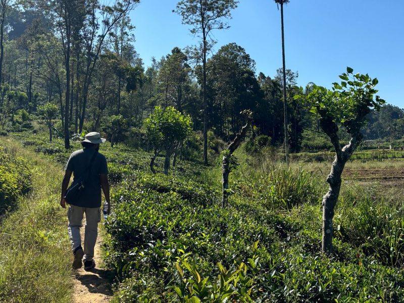 Pekoe trail Sri Lanka