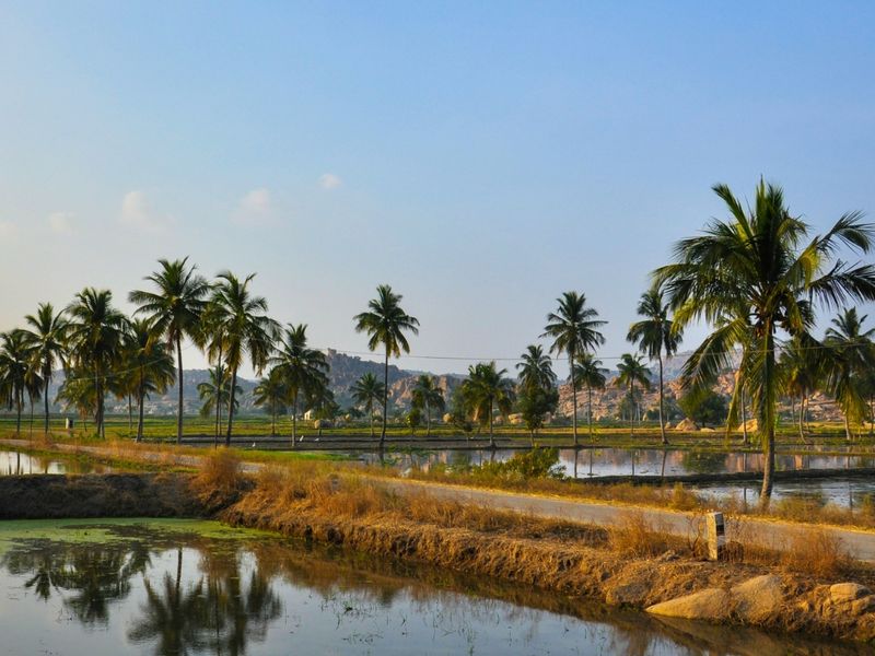 Rice fields and Hampi ruins Karnataka