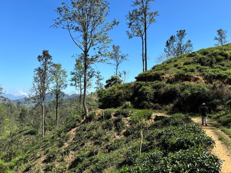 Pekoe trail Sri Lanka path