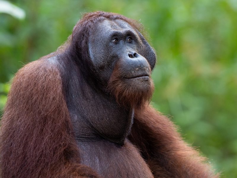 Oranutan in Borneo