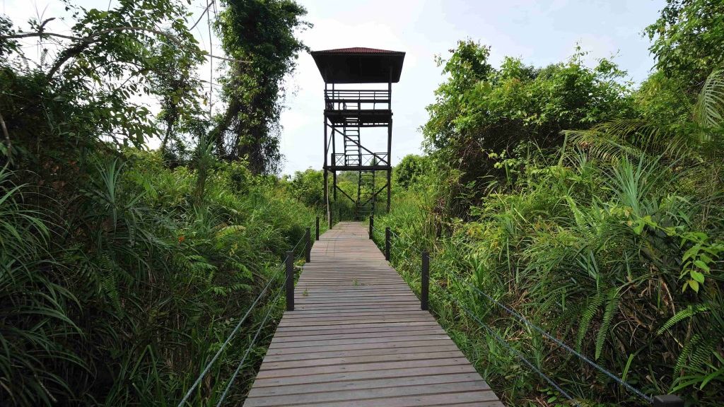 Bird watching tower at Abai Jungle Lodge