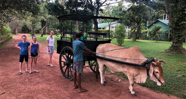 Coconut farm