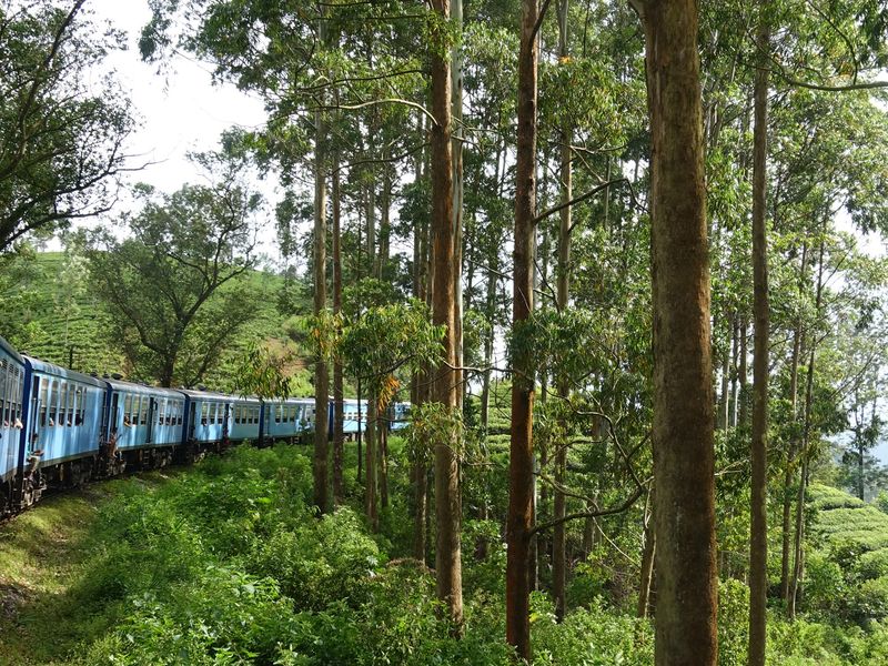 Tea train, Sri Lanka