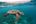 a turtle swimming in the water
