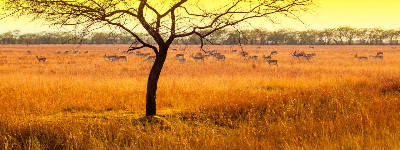 Little Rann of Kutch Gujarat India