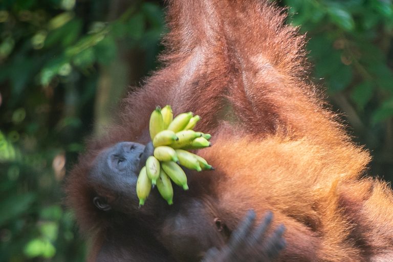a monkey from a tree with a bunch of bananas in its mouth