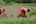 a couple of women working in a field