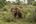 an elephant and calf in a grassy field