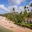 a beach with palm trees and a house