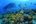 a school of fish swimming in the ocean