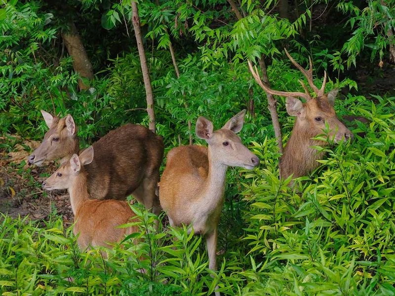 Deer spotting at The Menjangan Bali