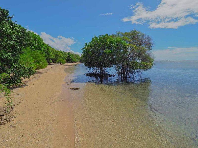 Menjangan surrounding mangrove Bali