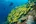 a group of yellow fish swimming near a coral reef