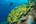 a group of yellow fish swimming near a coral reef