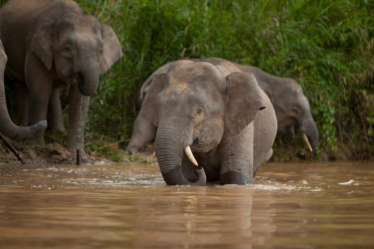 Elephants in Borneo