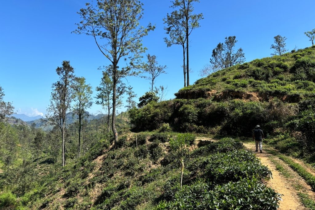 Guide on Pekoe Trail in Sri Lanka