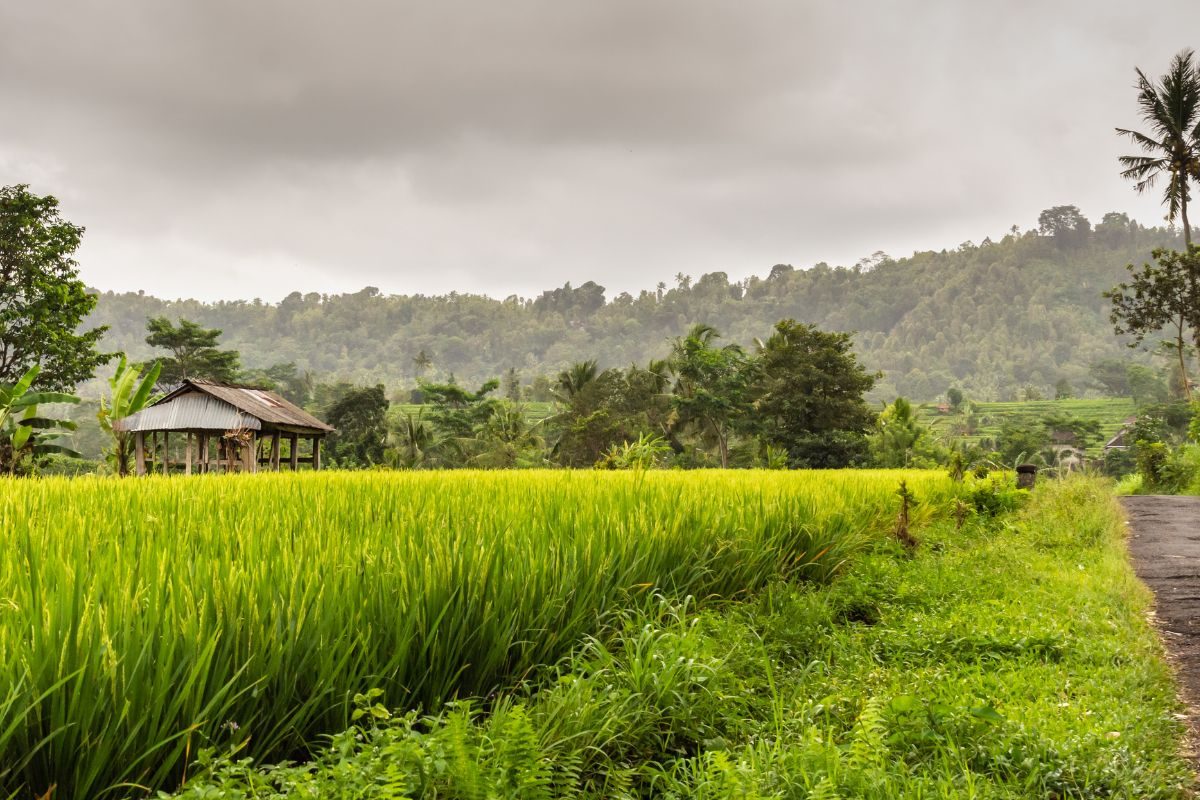 Sidemen rice fields in Bali