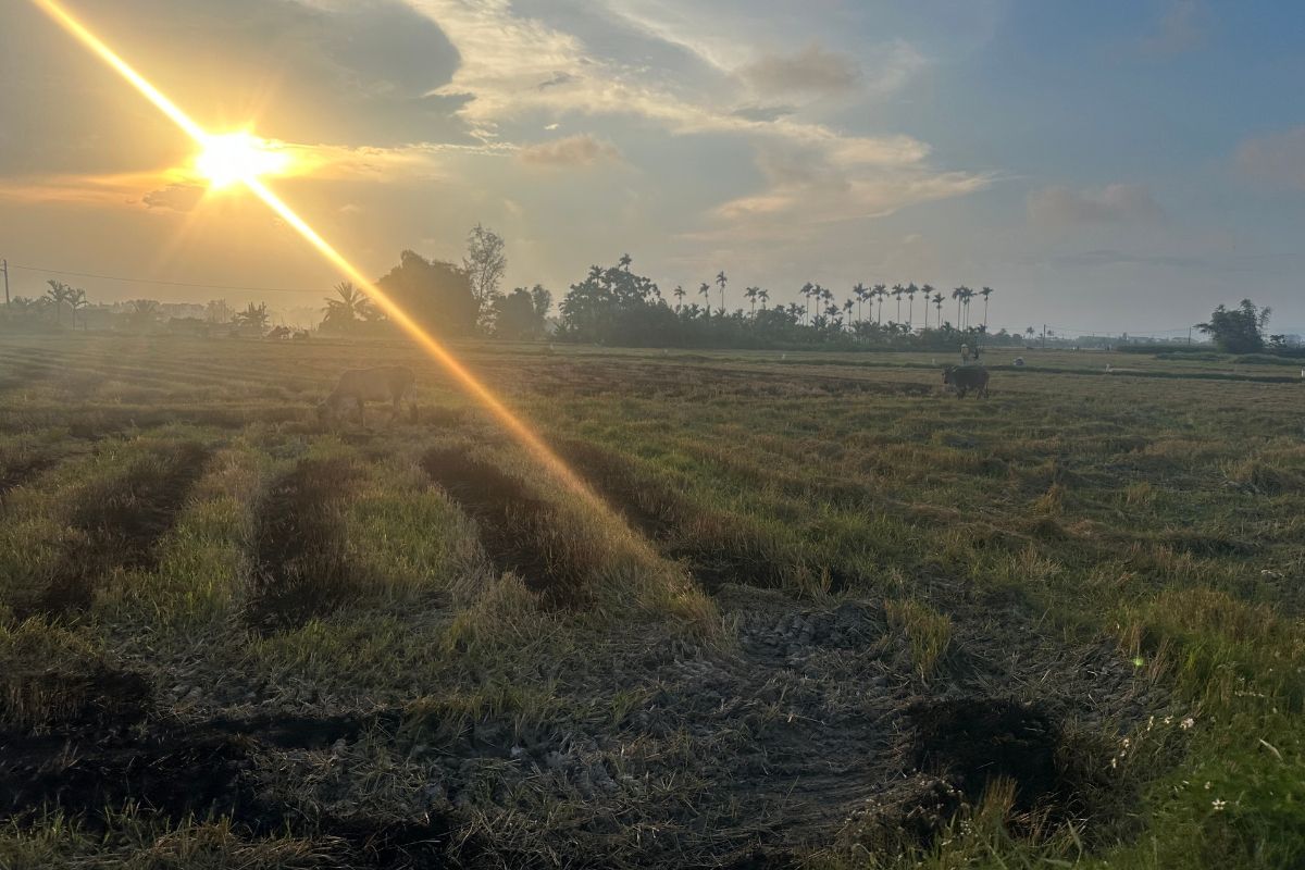 Hoi An fields sunset