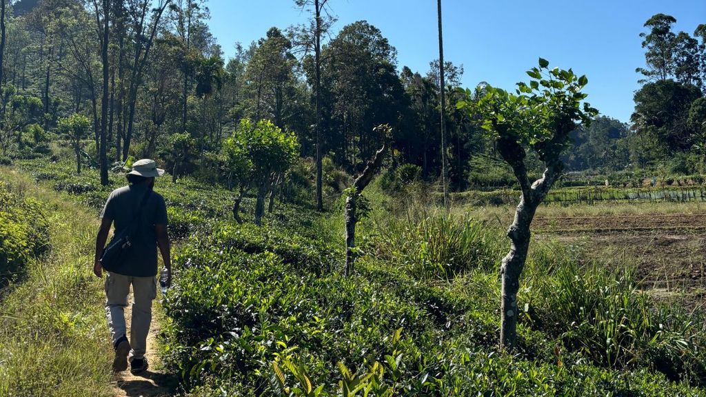 Pekoe Trail tea country Sri Lanka