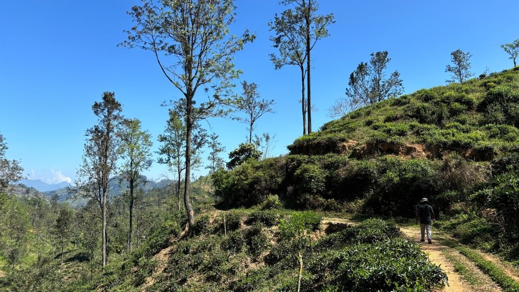 Pekoe Trail