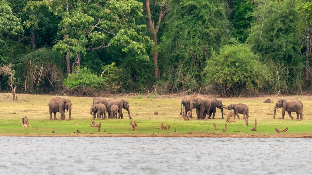 Elephants on the bank of the Kabini River Karnataka India