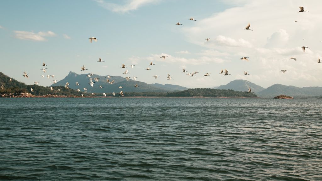 Seagulls above the sea in Sri Lanka