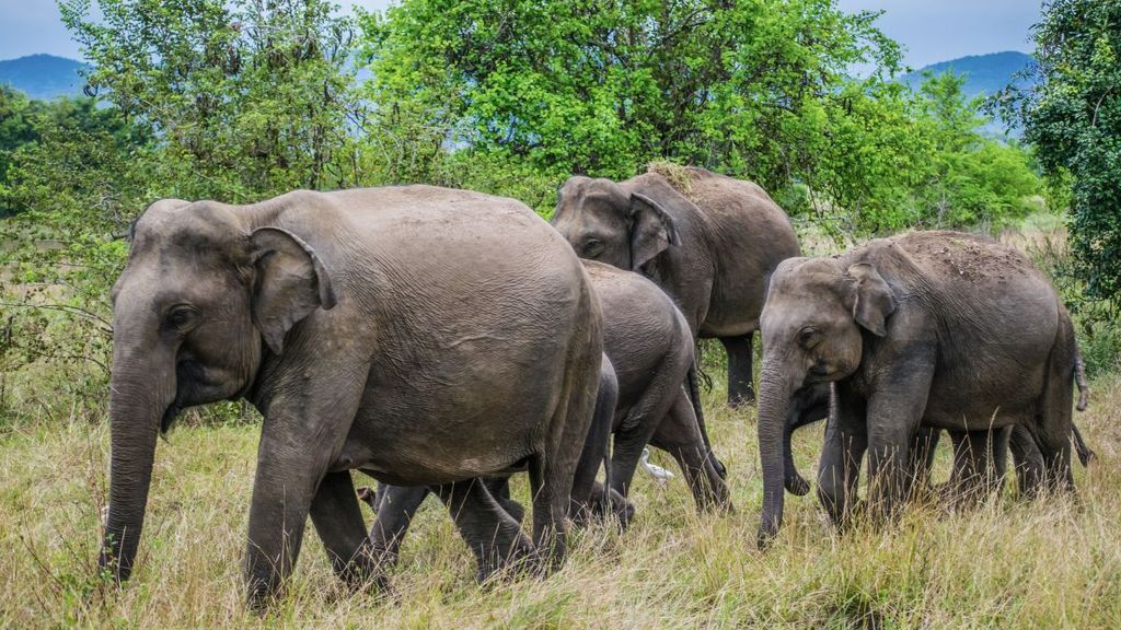 Elephants in Wasgamuwa National Park, Sri Lanka