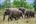 Elephants in Wasgamuwa National Park, Sri Lanka