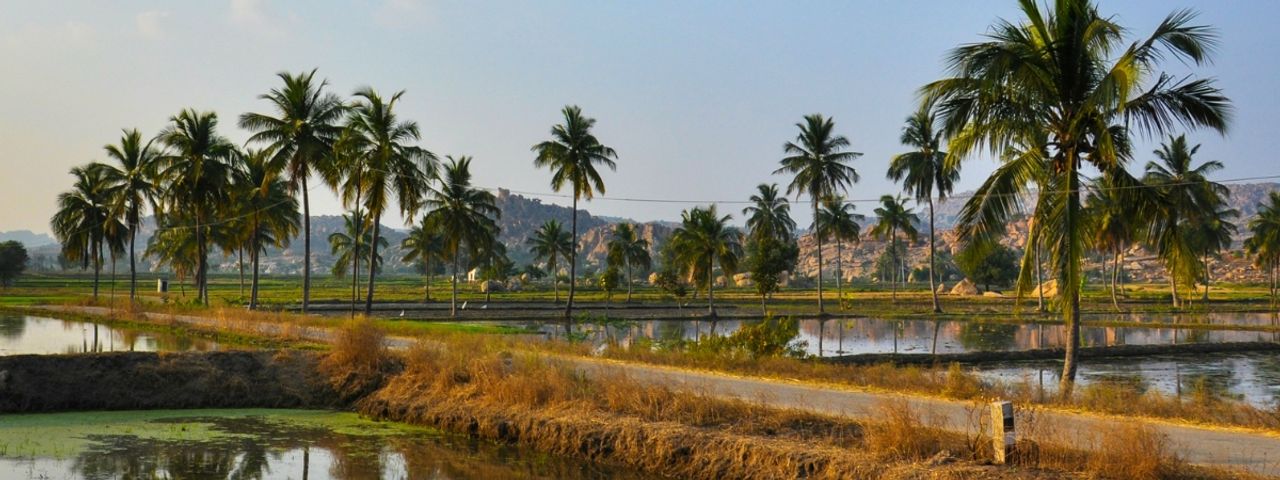 Rice fields and Hampi ruins Karnataka India