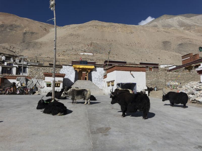 Yaks outside Rongbuk Monastery Guesthouse
