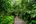 Boardwalk into the jungle at MY Nature Resort