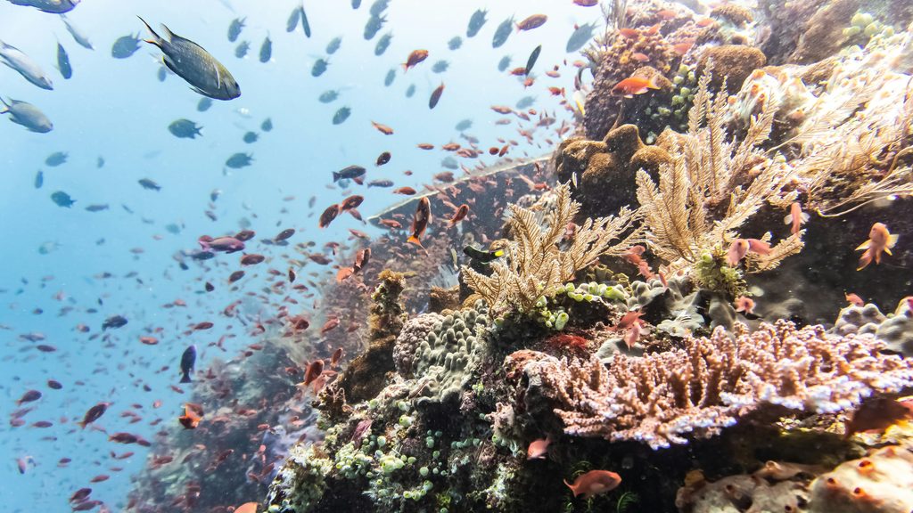 Komodo reef Indonesia