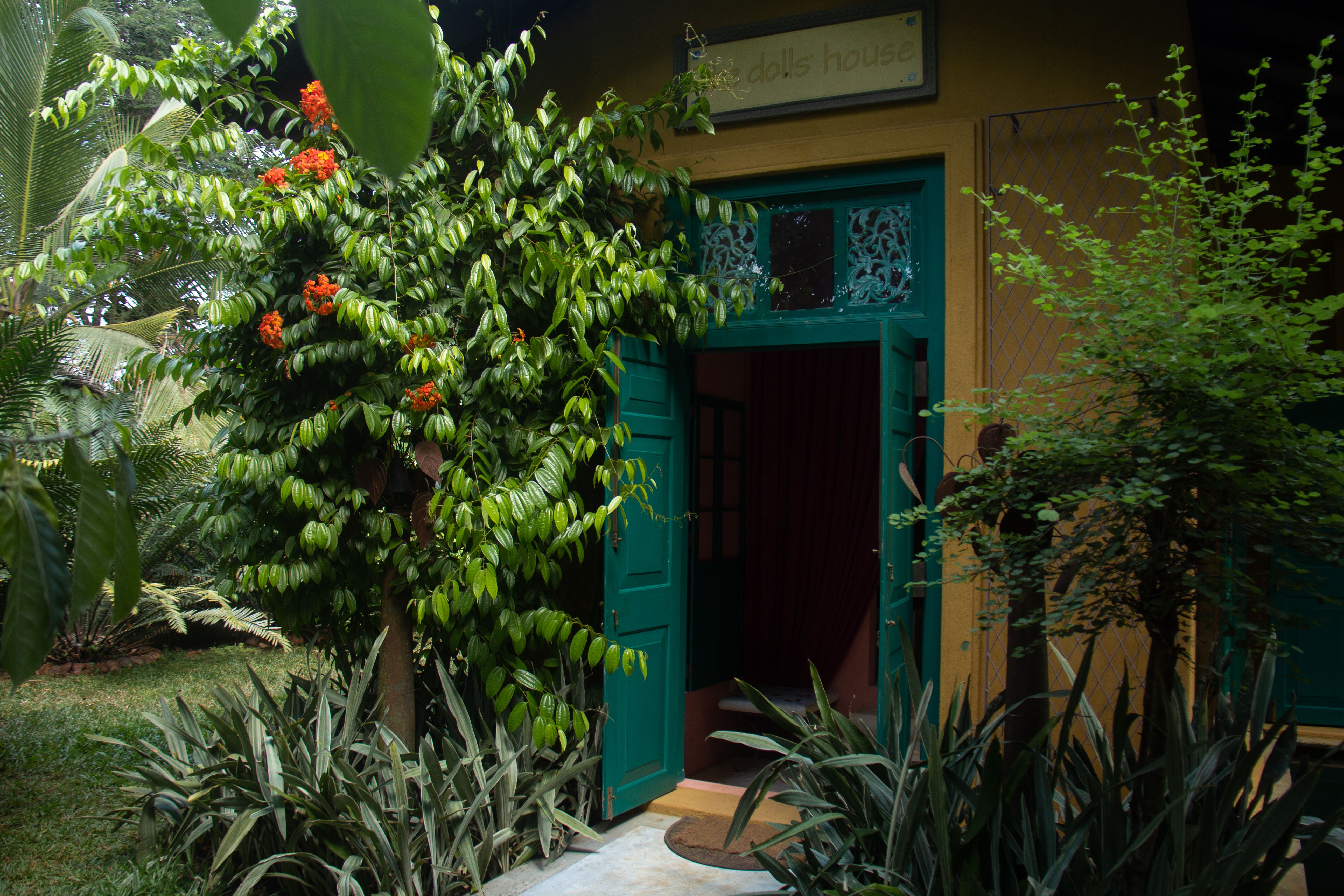 Manicured jungle setting