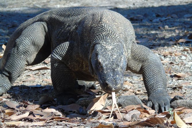 Komodo Dragon