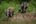 Elephants by the Kinabatangan river