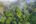 View from above of jungle with mist
