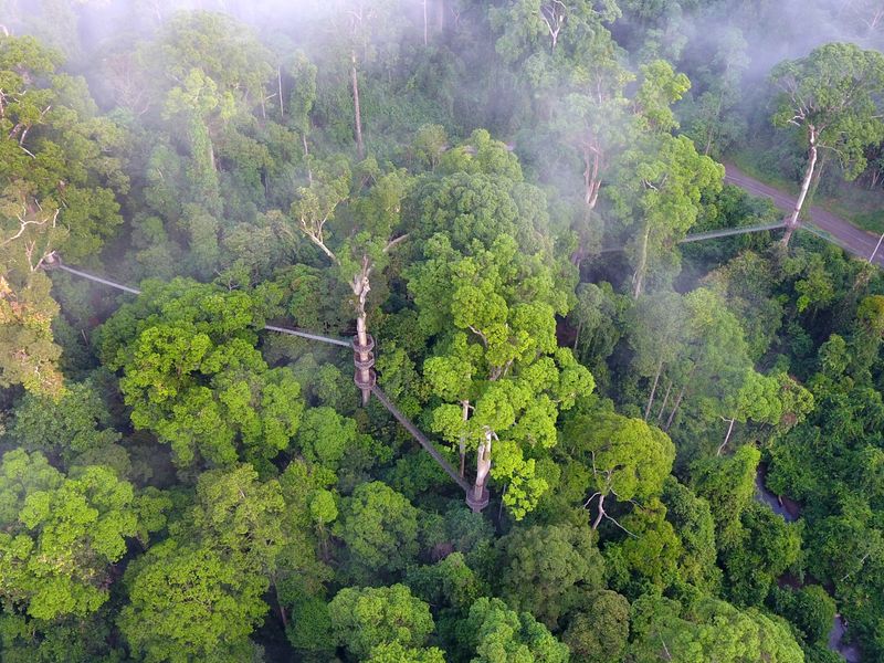 Borneo Rainforest Lodge Canopy