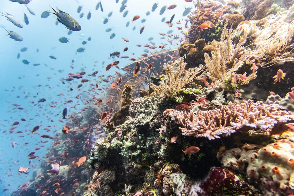 Snorkelling Komodo