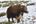 a yak standing in the snow