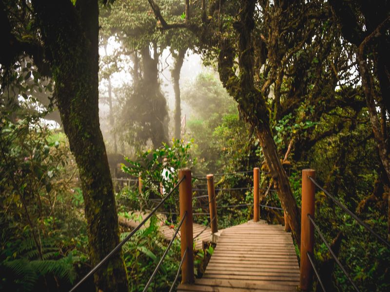 Cameron highlands forest
