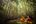 people in a canoe in a forest