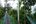 a suspension bridge in the middle of a forest