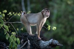 a monkey standing on a tree branch