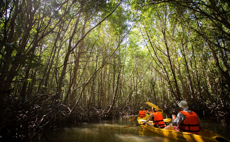 Canoe safari