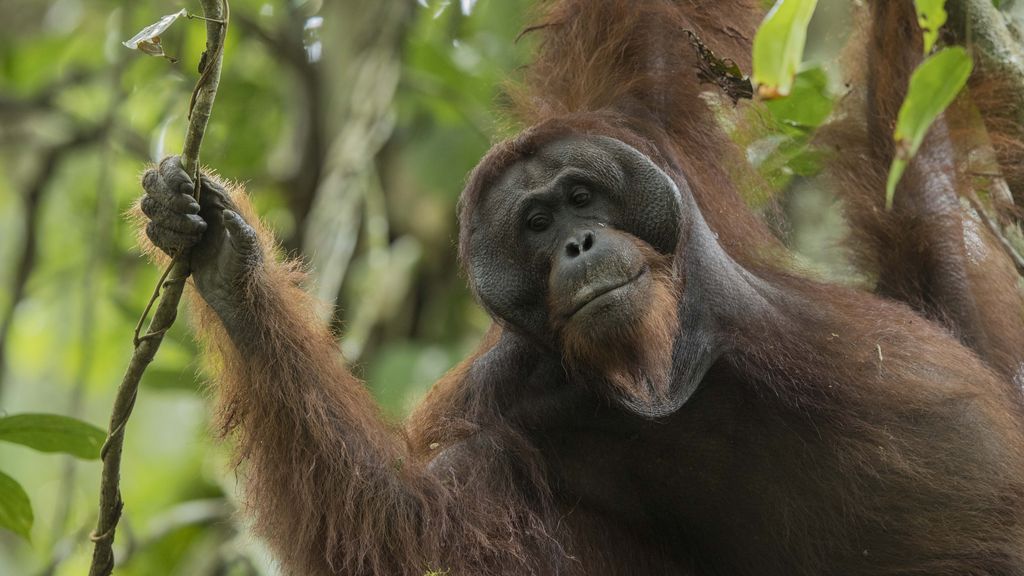 Orangutan Borneo