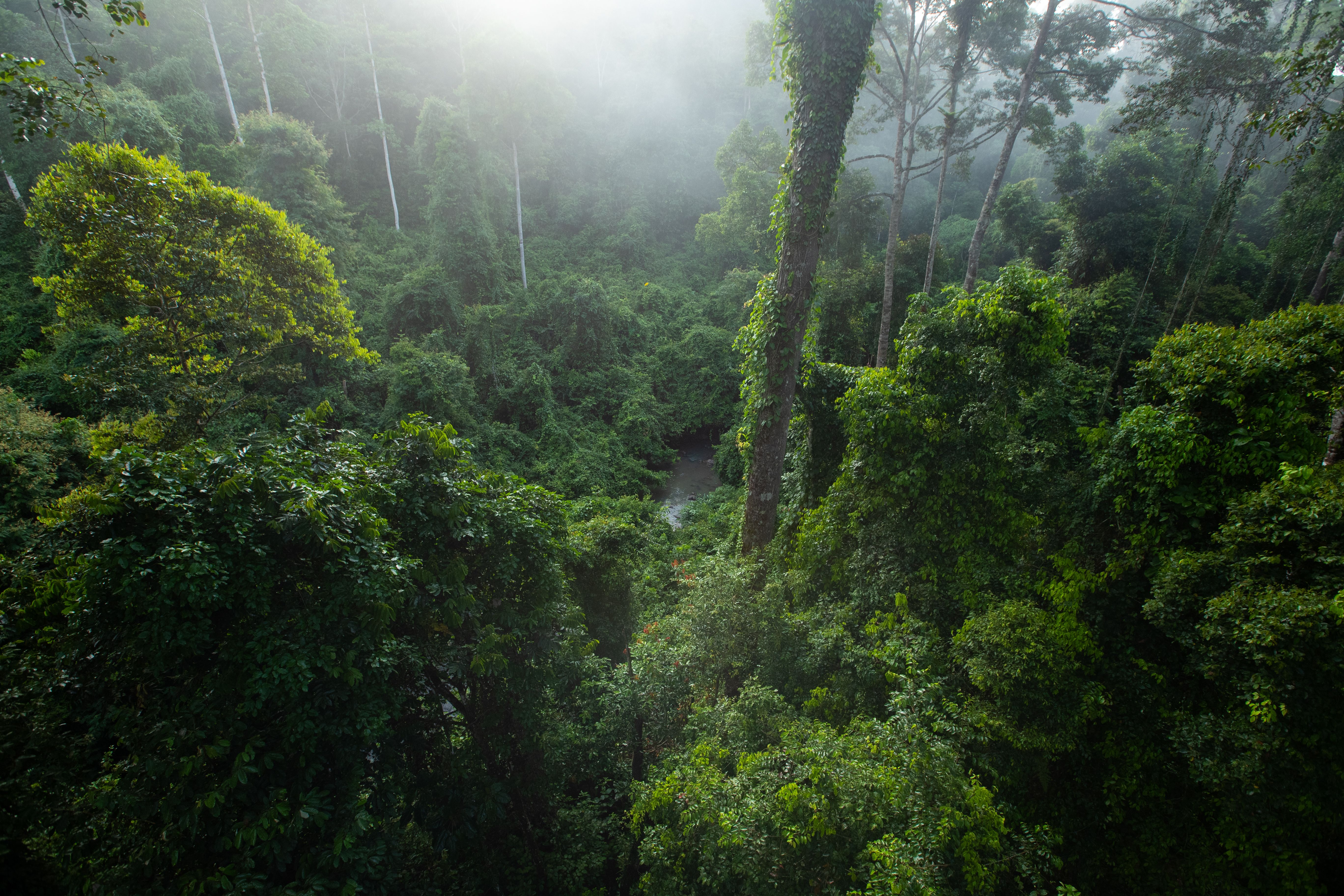 Rainforest walks