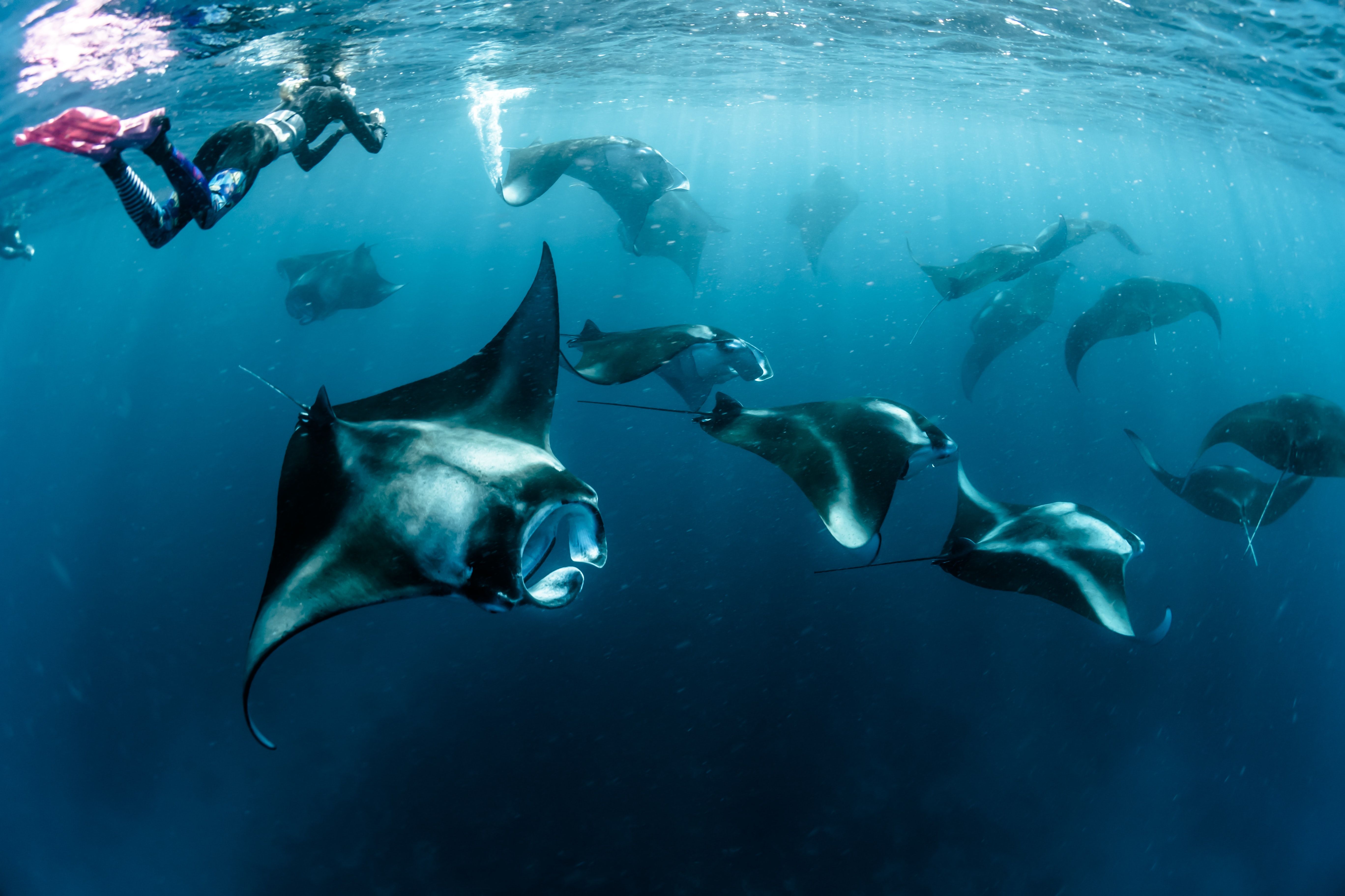Diving in the Maldives