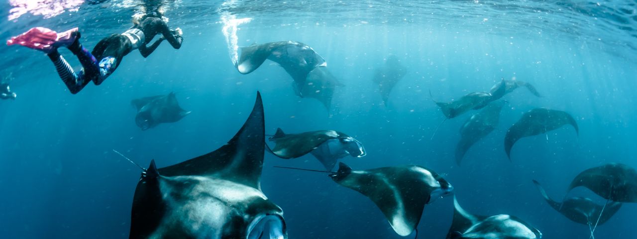 Diving in the Maldives