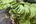 a group of green leaves