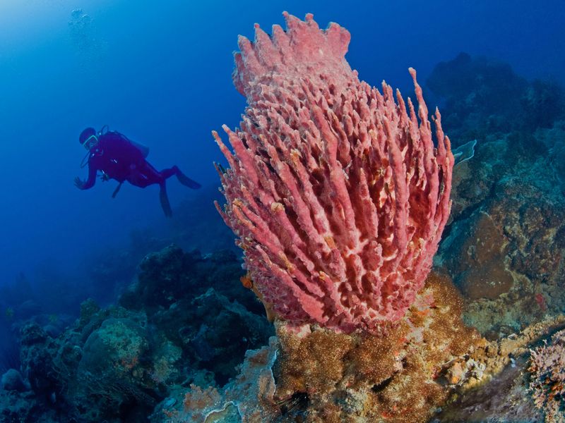 Diving at Kura Kura Resort, Indonesia